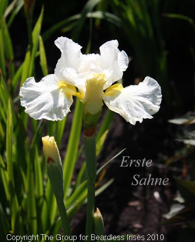 Erste Sahne 